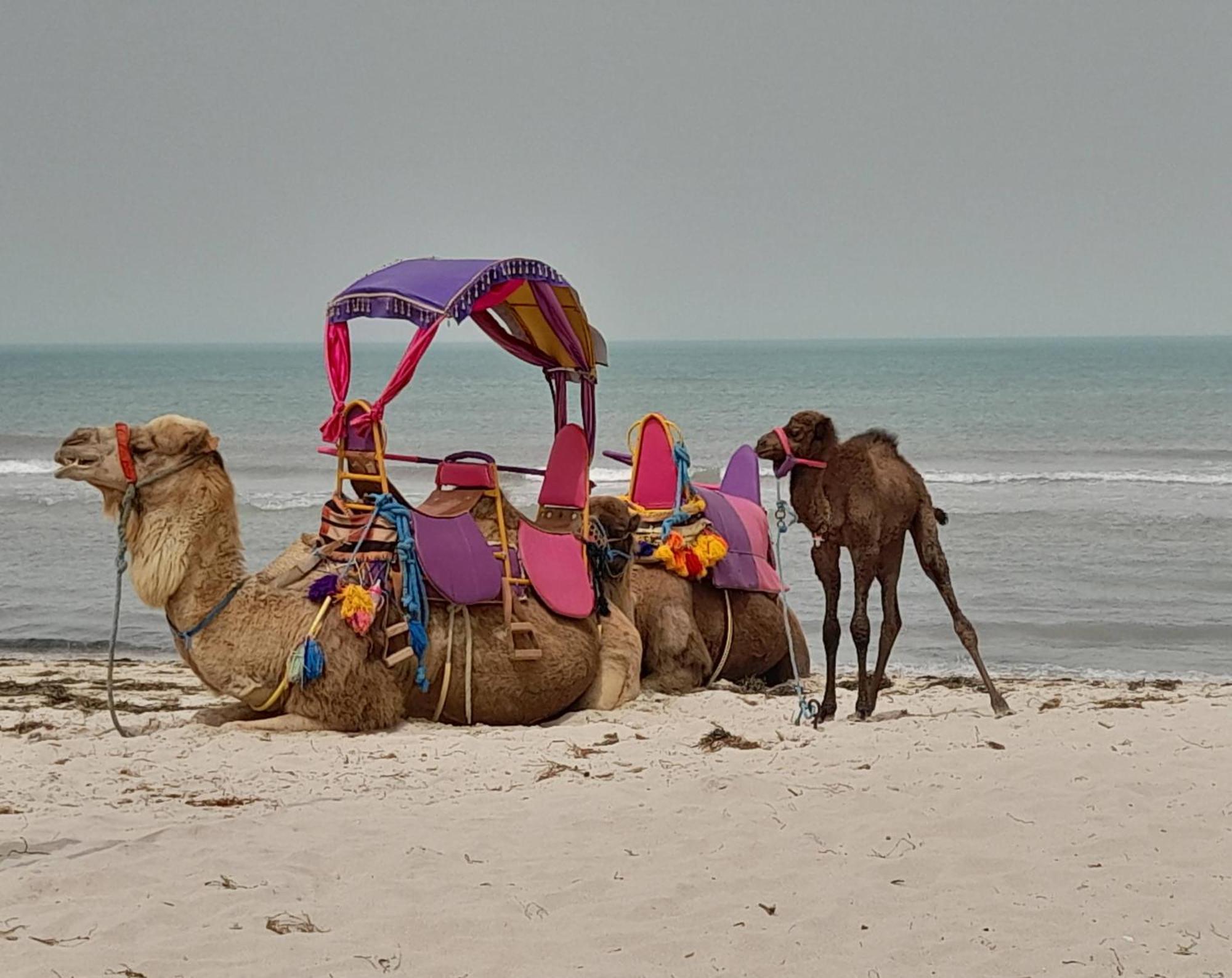 מלון Mezraia Dar El Kahina Djerba מראה חיצוני תמונה